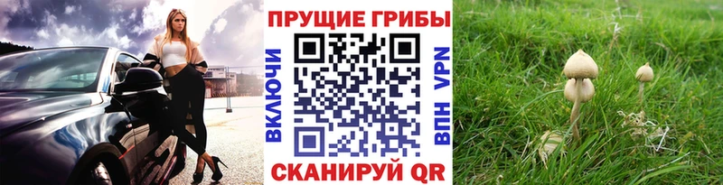 гидра ссылки  Старая Русса  Псилоцибиновые грибы Psilocybine cubensis 